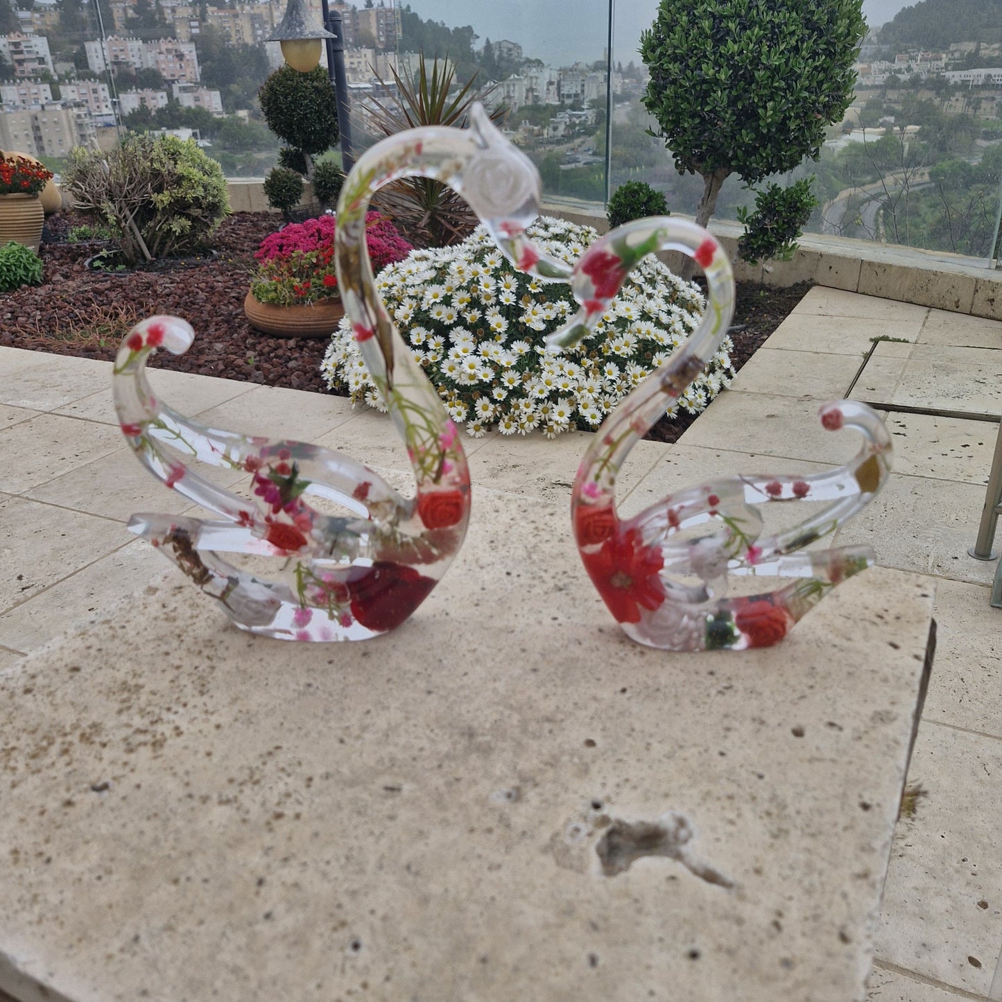 פריחת הברבור בגווני האדום