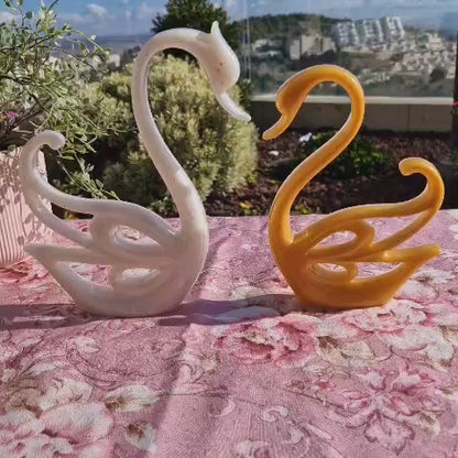 פריחת הברבור בגווני זהב ולבן